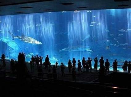 Okinawa Churaumi Aquarium:    