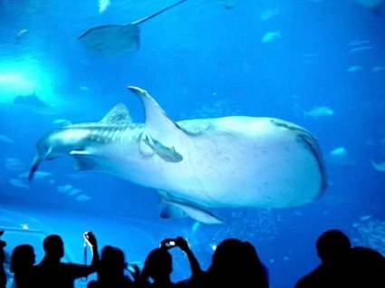 Okinawa Churaumi Aquarium:    