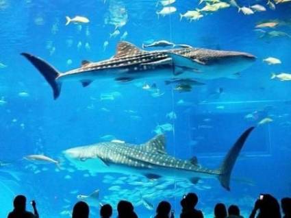 Okinawa Churaumi Aquarium:    