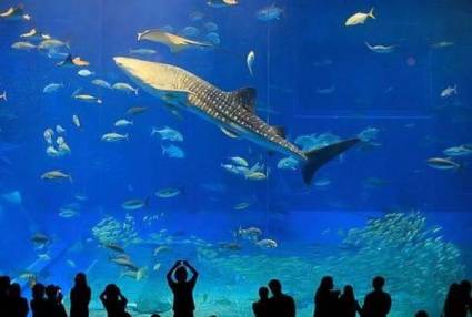 Okinawa Churaumi Aquarium:    