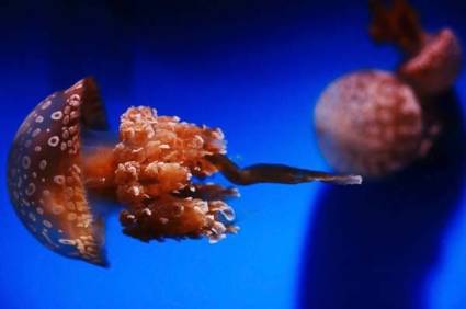 Okinawa Churaumi Aquarium:    