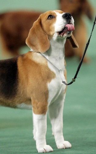   - Westminster Kennel Club 2008 (23 )