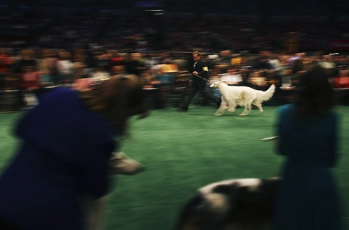   - Westminster Kennel Club 2008 (23 )