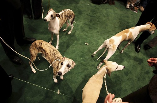   - Westminster Kennel Club 2008 (23 )