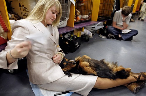   - Westminster Kennel Club 2008 (23 )