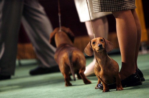   - Westminster Kennel Club 2008 (23 )