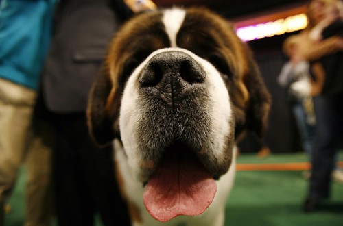   - Westminster Kennel Club 2008 (23 )