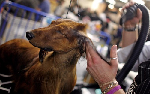   - Westminster Kennel Club 2008 (23 )