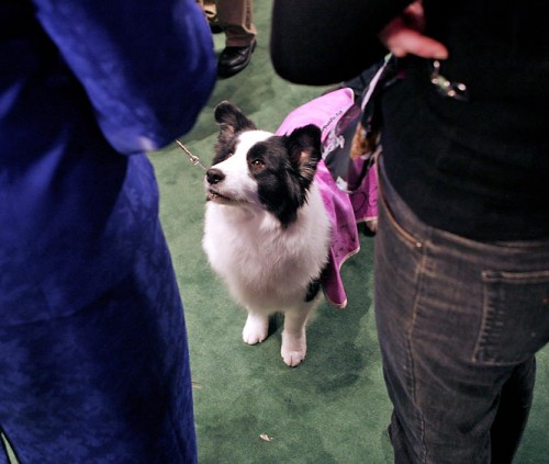   - Westminster Kennel Club 2008 (23 )