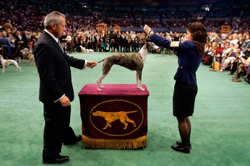 132-    Westminster Kennel Club