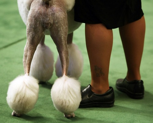 132-    Westminster Kennel Club