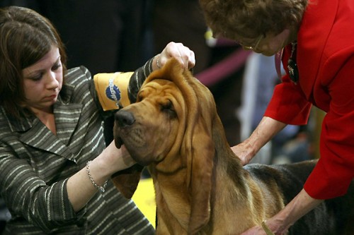 132-    Westminster Kennel Club