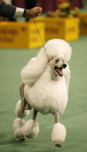 132-    Westminster Kennel Club