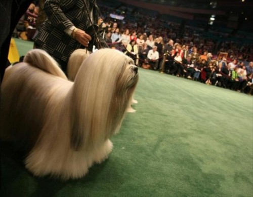 132-    Westminster Kennel Club