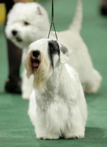 132-    Westminster Kennel Club