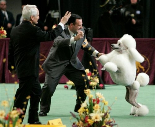 132-    Westminster Kennel Club