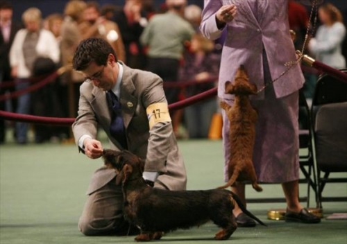 132-    Westminster Kennel Club