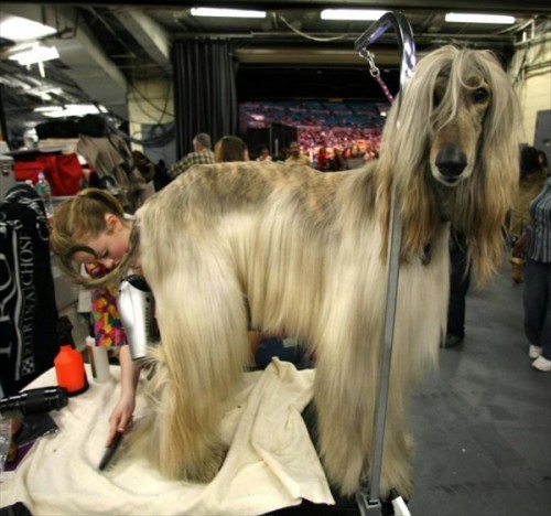 132-    Westminster Kennel Club