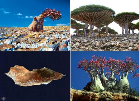  C (Socotra)