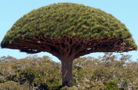  C (Socotra)