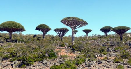  C (Socotra)