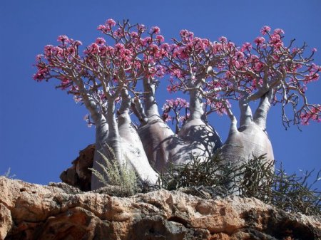  C (Socotra)