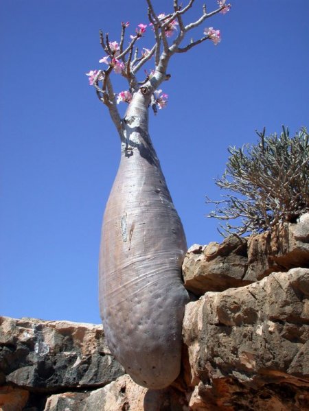  C (Socotra)