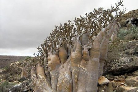  C (Socotra)