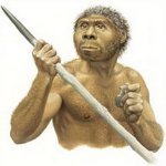   Homo erectus