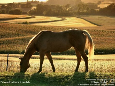    International Photography Contest 