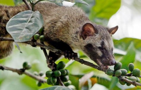 Kopi Luwak -      