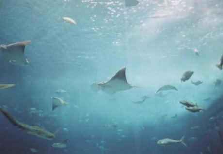 Okinawa Churaumi Aquarium