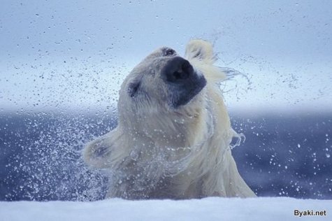    Paul Nicklen