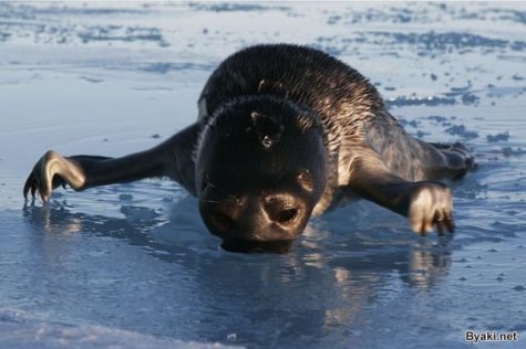    Paul Nicklen