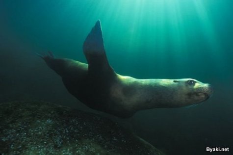    Paul Nicklen