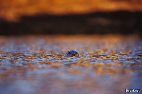    Paul Nicklen