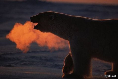    Paul Nicklen