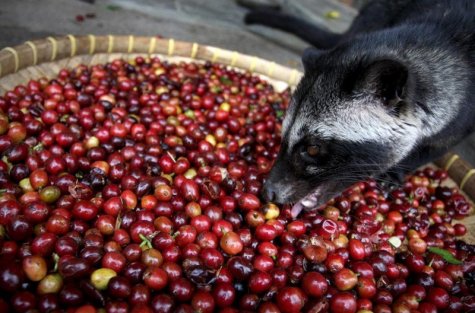 Kopi Luwak -     