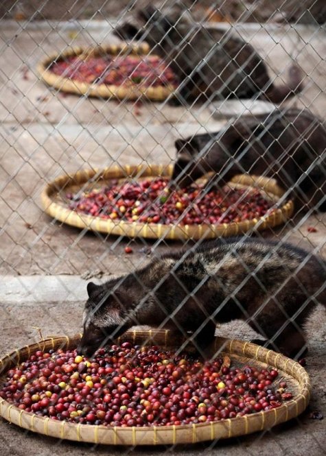 Kopi Luwak -     