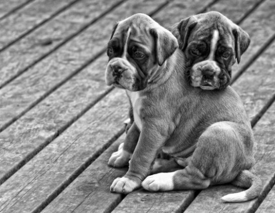      Bakkers Hundekonsult