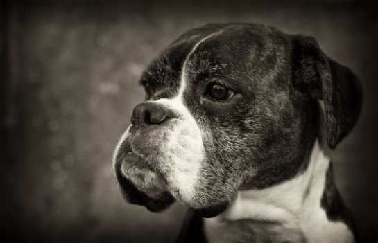      Bakkers Hundekonsult