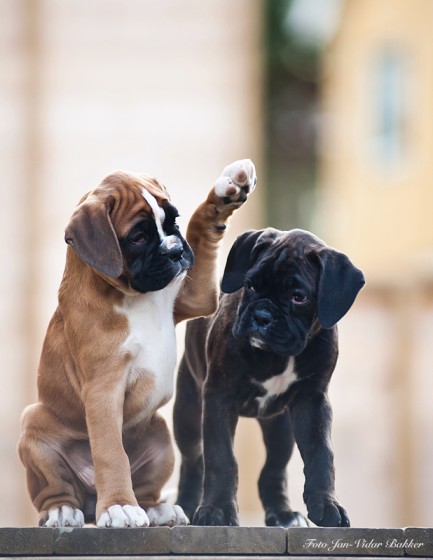      Bakkers Hundekonsult