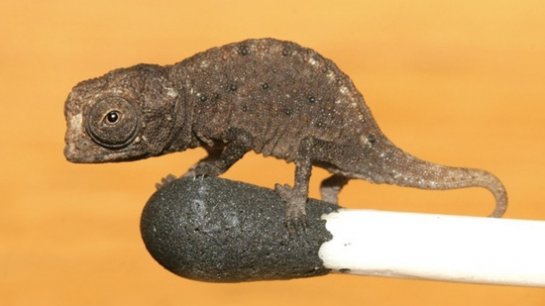  Brookesia Micra -   