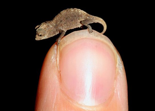  Brookesia Micra -   