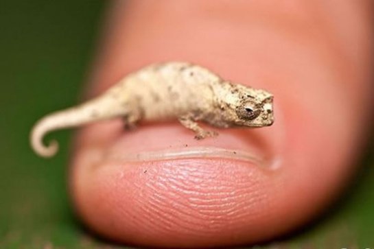  Brookesia Micra -   