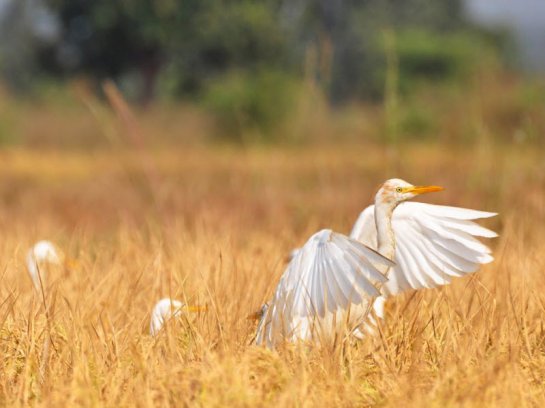   National Geographic