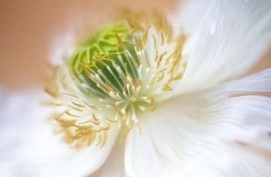    (Mandy Disher)