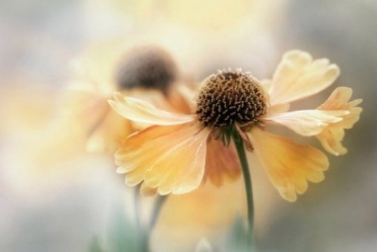    (Mandy Disher)